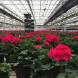 Geraniums