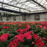 Gerbera Daisies