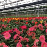 Gerbera Daisies